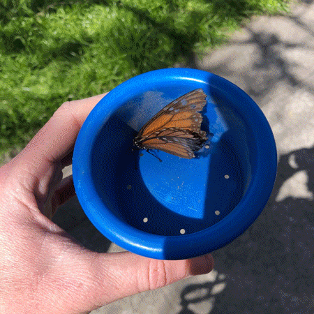 An animated loop of photos of a dying monarch butterfly in a blue cup and on a blue plate.
