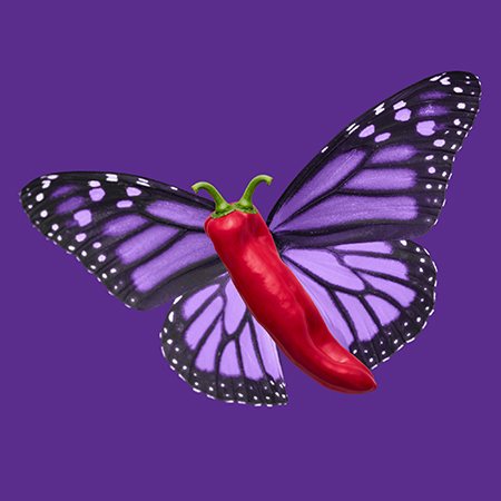 A still image with a purple background with a purple monarch butterfly with a red chili pepper for a body and two stems as antennae.