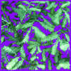 Rainbow Squared, Year 5, Piece Twenty: 39. Purple Green. A animated loop of a close-up of green fresh new coastal redwood growth with purple squiggly lines drawn on top and squiggling.