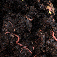 An animated loop of worms wriggling in brown compost, dancing and jerking.