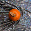Rainbow Squared Year 5, Piece Thirty-Eight: Black White Orange. A stop-motion photo animation loop of a pumpkin sitting in the center of the frame on top of a piece of silver-speckled fabric that moves all around it, and eventually spins the pumpkin. The fabric happens to be a cloak.